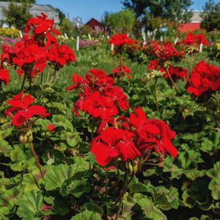 Pinto Scarlet Geranium Thumbnail